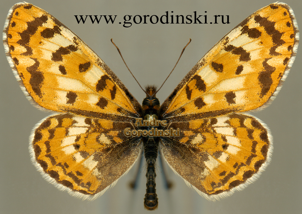 http://www.gorodinski.ru/nymphalidae/Melitaea romanovi puella.jpg